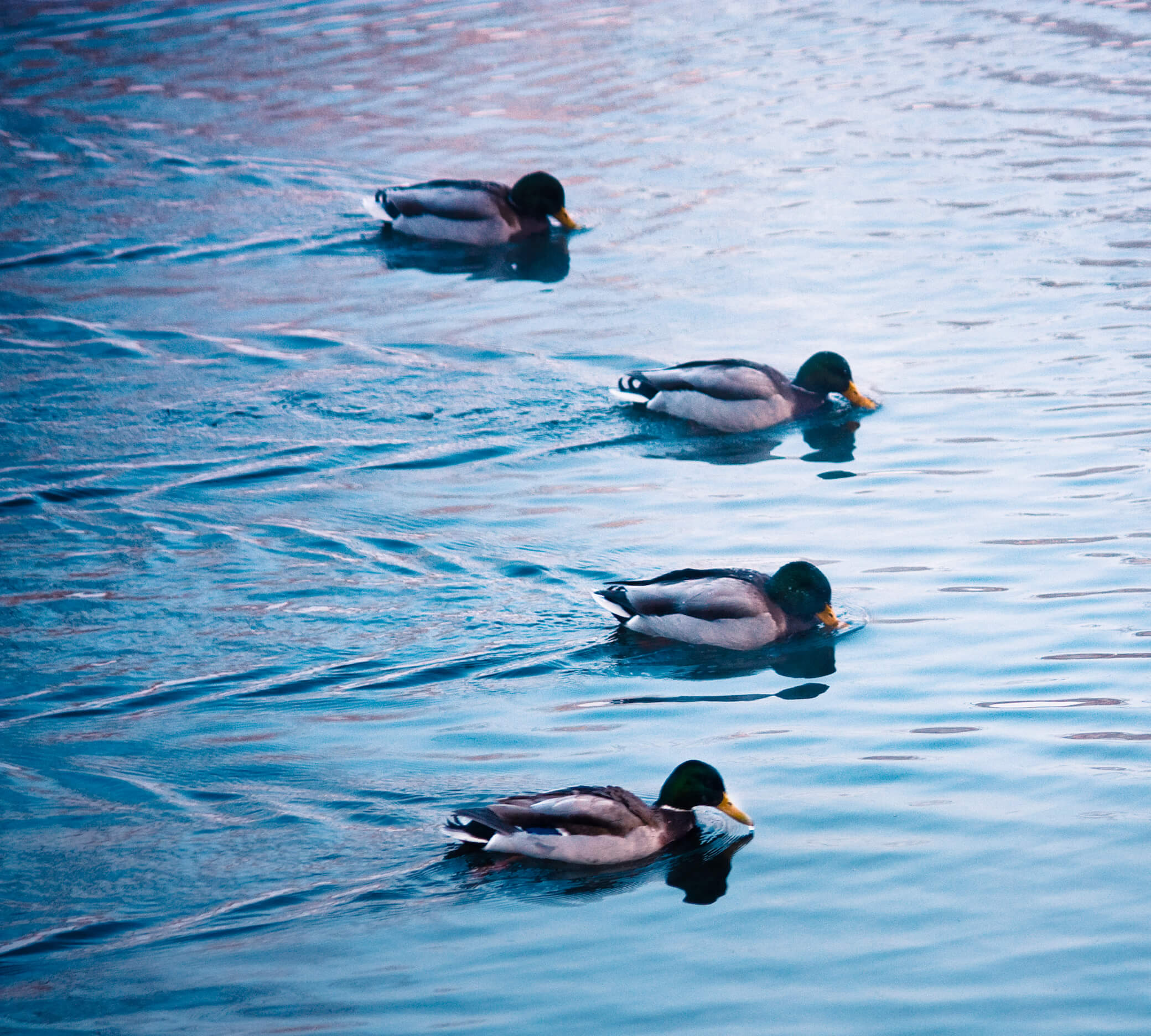 Duckrace, Дмитрий Афонин, 2010