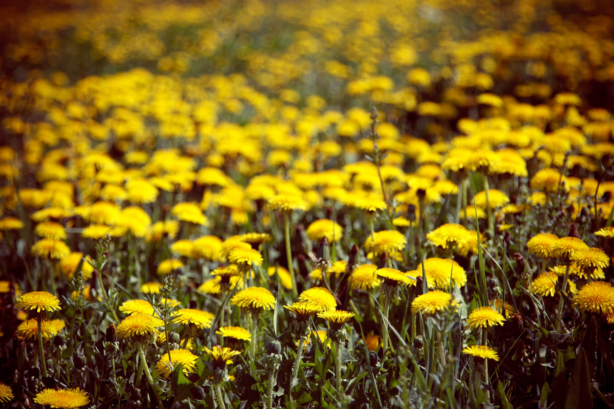 Dandelion wine, Дмитрий Афонин, 2010