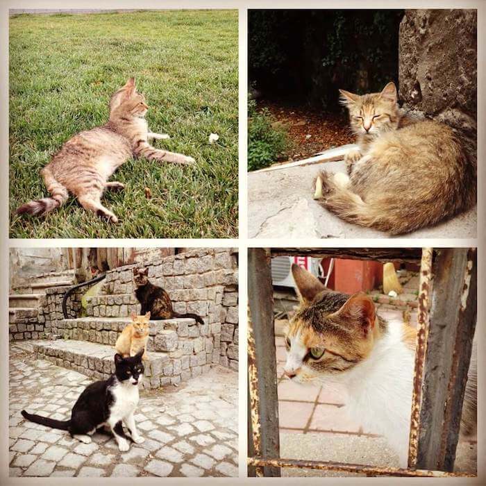 Дикие коты, Стамбул